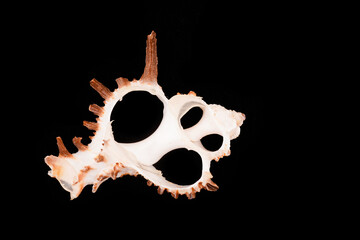 Beautiful sea shells on a black background