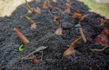 Onions are planted by hand in the ground