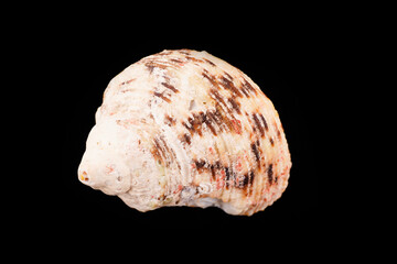 Beautiful sea shells on a black background