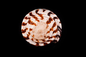 Beautiful sea shells on a black background