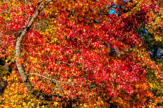 Herbstfarben