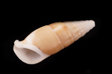Beautiful sea shells on a black background