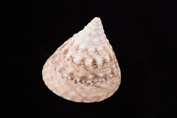 Beautiful sea shells on a black background