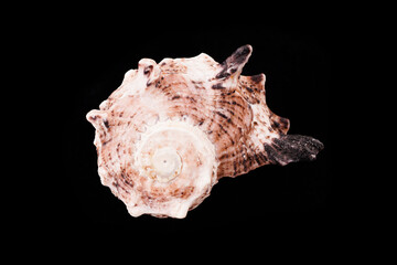 Beautiful sea shells on a black background
