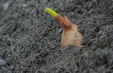 Obraz premium Onions are planted by hand in the ground