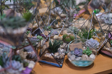 Small garden with miniature plants. Home indoor plants. DIY florarium. Modern organic interior decor. Colorful plants growing in glass geometric