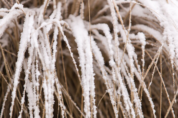 long frozen blades of grass. The beauty of nature. winter