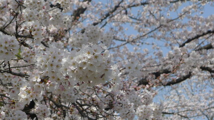 tree blossom