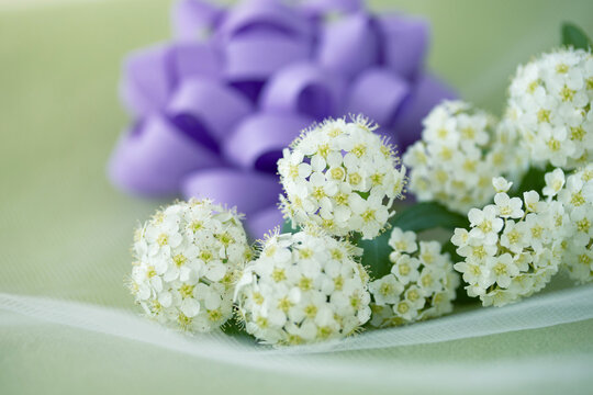 コデマリ の画像 1 028 件の Stock 写真 ベクターおよびビデオ Adobe Stock