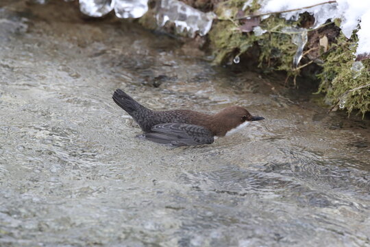 white-throated dipper in the winter