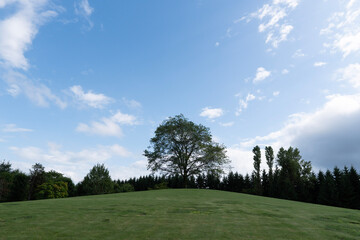 Obraz premium grass and blue sky