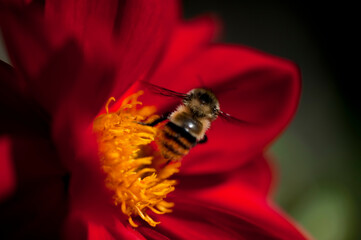 macro capture of bumblebee on red flower with yellow 