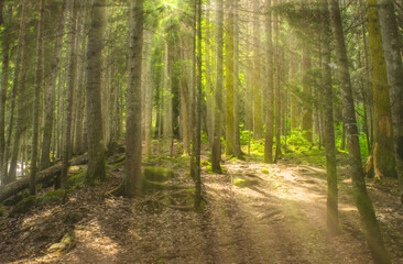 Warm summer forest, laced with sunbeams