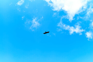 Feeding eagles. Flock of eagles circling in the sky waiting for food