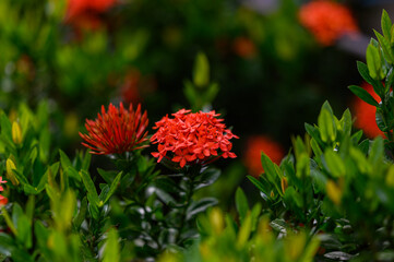 Red Ixora or Rubiaceae with green leaf in the park