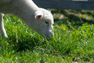 Obraz premium sheep on grass