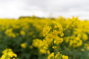 Obraz premium field of rapeseed