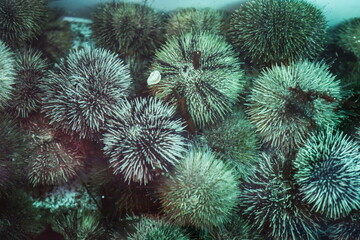 fresh sea urchins are in the water
