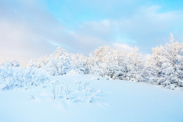 winter landscape on a sunny day. winter nature of the far north. beautiful trees in the snow in the wild 