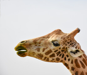 Closeup portrait of a giraffe head on white background 