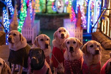 dogs in a row