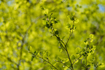 branch of a tree
