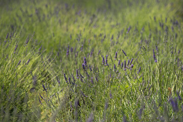 lavender field © Micha