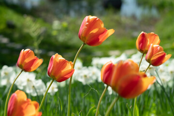 red and yellow tulips