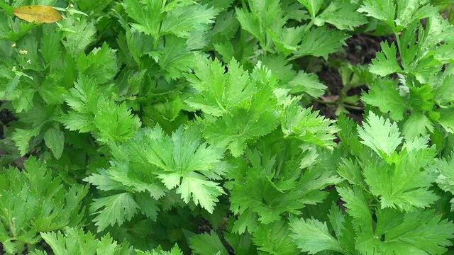 Close up of fresh green parsley leaf in organic vegetable garden, grown in apartment. Concept of agriculture, DIY, food, healthy food, health, cooking, eating, vegetarian, vegan, sustainable.