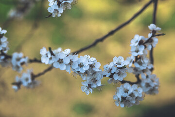 spring blossom 