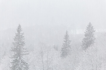 winter wonderland landscape snowing fog mist blur forest snow covered trees spruce
