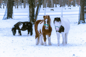 horses in winter