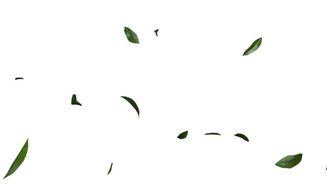 3D animation of green tea leaves flow with alpha layer