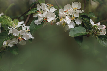 spring apple blossom