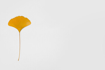 heart shaped leaf gingko tree yellow on paper background