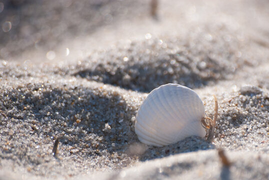 wei&szlig;e Herzmuschelschale, die hochkant im Sand steckt. Strand-Idyll. Sonnenschein.