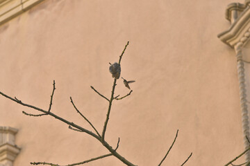 A female Anna's hummingbird flying back to its nest on a bare tree with nesting material, in front of a pink, peach building; at Balboa Park in San Diego, California