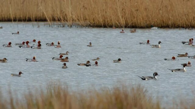 Northern Pintail, Anas acuta birds in environment