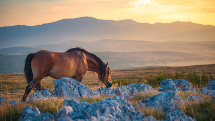 horse on the mountain