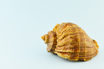 Seashell close-up. Sea souvenir.