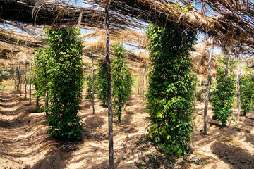 peppercorn vines growing in organic pepper farm in kampot cambodia