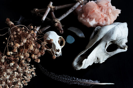 Magic altar. Items for witchcraft and esoteric rites. Skull of a cat, skull of a dog, feathers of wild birds, crystals and stones. A dried bouquet of herbs. 