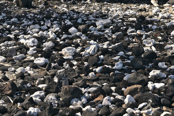 Black lava rocks and white corals on the shores of Kiholo Bay in Kailua-Kona, Big Island, Hawai'i.