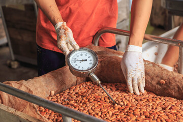 .Measure the temperature of the fermented cocoa beans.