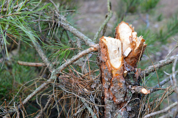 Felled tree. Lawless felling of trees in the forest.