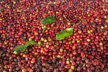 Close up of fresh red raw coffee beans and .Coffee leaves
