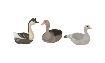 Wild and Domestic Goose as Waterfowl Specie with Long Neck and Orange Bill in Different Pose Vector Set