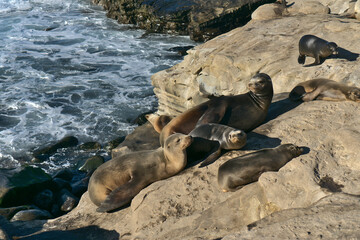 Closeup of adult sea lions and pups resting on the rocks at La Jolla Cove, San Diego, California