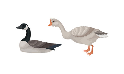 Goose as Waterfowl Specie with Long Neck and Orange Bill in Different Pose Vector Set