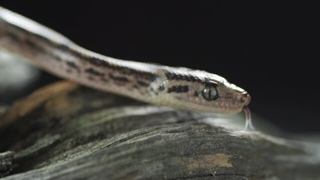 brown viper snake on a tree